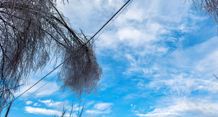 Power line failure due to ice storm, fallen tree branches on electric wires