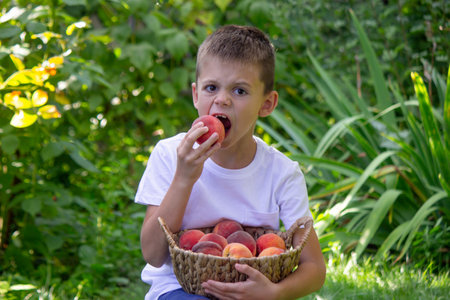 Little boy enjoying and eating a fresh juicy peach in the garden.の写真素材