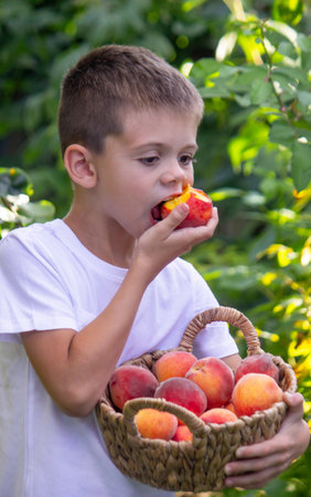 Little boy enjoying and eating a fresh juicy peach in the garden.の写真素材