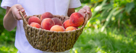 Cute boy holding a wicker basket full of ripe peaches in the garden.の写真素材