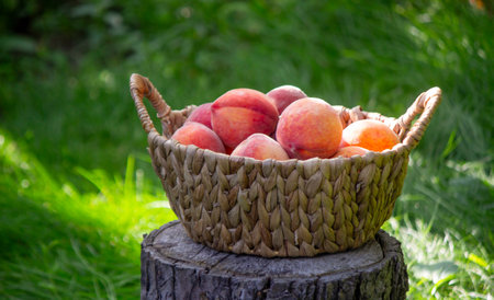 Wicker basket with ripe peaches on a tree stump, summer harvest concept.の写真素材
