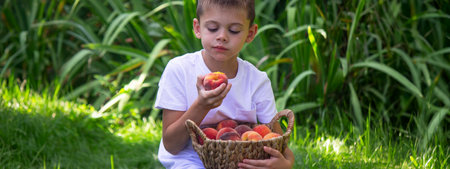 Little boy enjoying and eating a fresh juicy peach in the garden.の写真素材