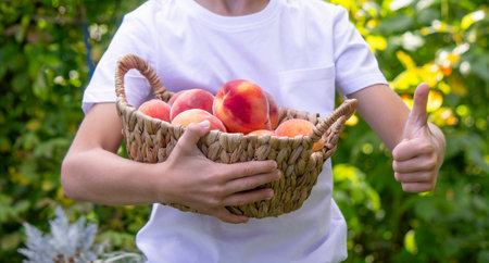 Cute boy holding a wicker basket full of ripe peaches in the garden.の写真素材
