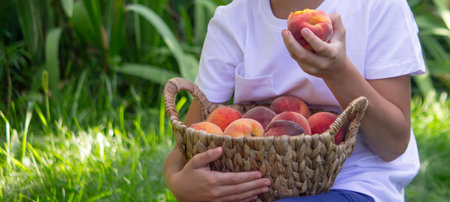 Little boy enjoying and eating a fresh juicy peach in the garden.の写真素材