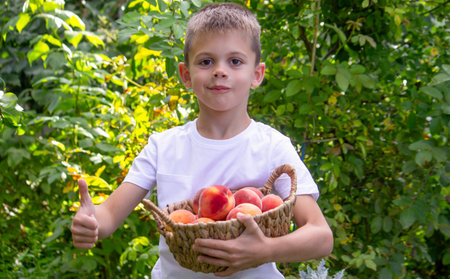 Cute boy holding a wicker basket full of ripe peaches in the garden.の写真素材
