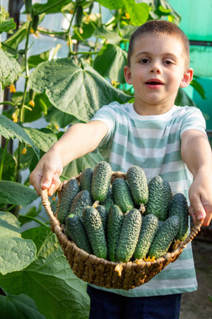 Cute boy holding a wicker basket full of fresh green cucumbers in the garden.の写真素材