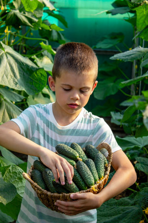 Cute boy holding a wicker basket full of fresh green cucumbers in the garden.の写真素材