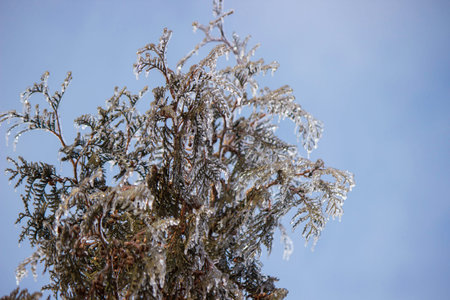 Tree branches covered in thick ice after freezing rain, winter storm aftermath.の写真素材
