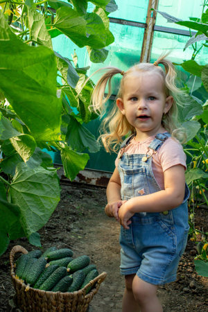 Little girl standing near a basket of fresh cucumbers in a greenhouse.の写真素材