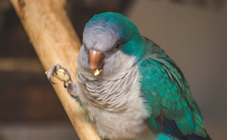Blue Quaker parrot (Monk parakeet) eating a seed while perched on a branch.の写真素材