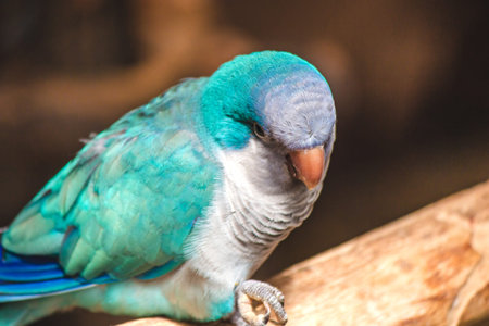 Blue Quaker parrot (Monk parakeet) eating a seed while perched on a branch.の写真素材