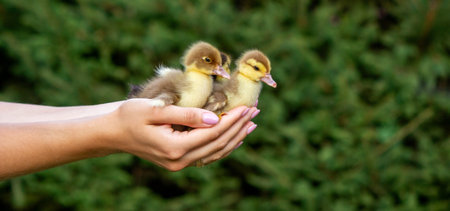 Female hands gently holding small fluffy ducklings on a nature background