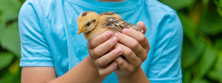 Little boy tenderly holding a little chick against a nature background.の写真素材