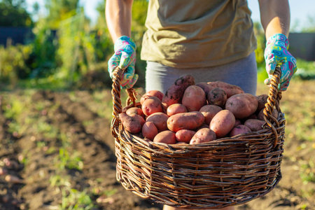 Farmer holding a large wicker basket with freshly harvested potatoes.の写真素材