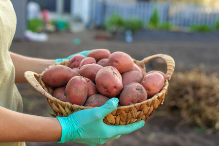 Fresh harvest of red potatoes in a wicker basket on a farm backgroundの写真素材