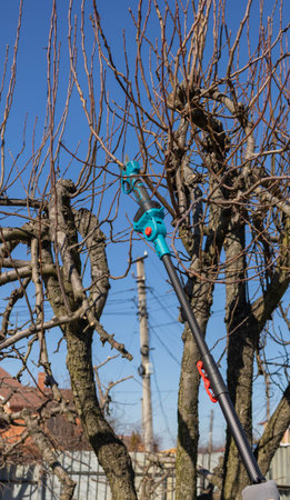 Gardener pruning fruit tree branches with electric pole saw in early spring.
