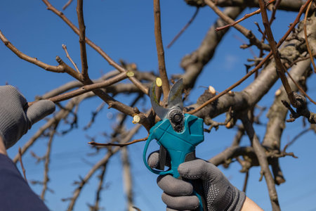 Gardener pruning tree branches with powerful cordless electric secateurs under blue sky