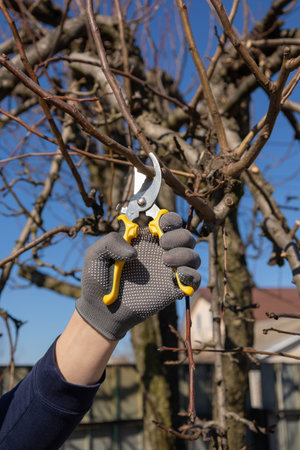 Gardener in gloves pruning tree branches with secateurs in spring under a blue sky.
