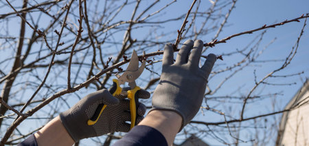Gardener in gloves pruning tree branches with secateurs in spring under a blue sky.