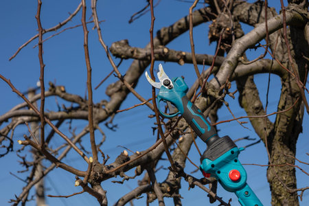 Gardener pruning fruit tree branches with electric pole saw in early spring.の写真素材