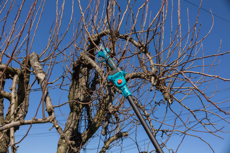 Gardener pruning fruit tree branches with electric pole saw in early spring.