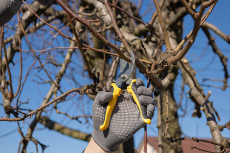 Gardener in gloves pruning tree branches with secateurs in spring under a blue sky.