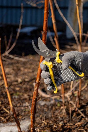 Gardener pruning dry raspberry canes with secateurs in the garden in early spring.