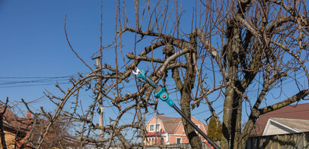Gardener pruning fruit tree branches with electric pole saw in early spring.