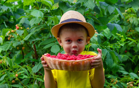 Little boy in a straw hat holding a basket of ripe raspberries in the garden