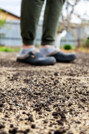Gardener raking grass seeds into the soil in the backyard