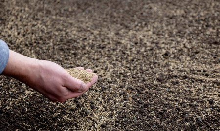 Male hands with grass seeds over sown soil, gardening and lawn care concept