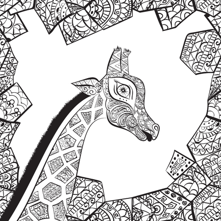 Beautiful adult Giraffe. Hand drawn Illustration of giraffe.  isolated giraffe on white background. The head of a shaped giraffeのイラスト素材