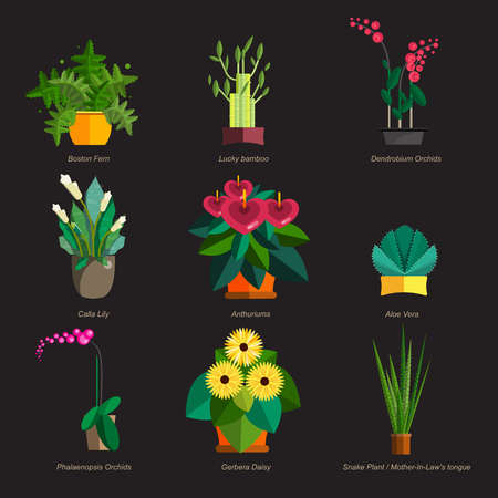 Illustration of houseplants, indoor and office plants in pot. Dracaena, fern, bamboo, spathyfyllium, orchids, Calla lily, aloe vera, gerbera, snake plant, Mother-in-law tongue, anthuriums. Flat plants, icon setのイラスト素材