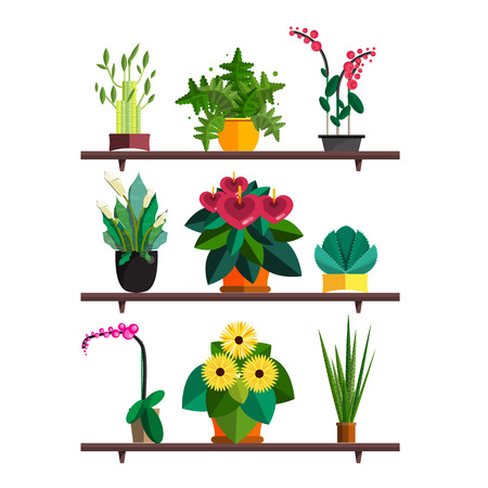 Illustration of houseplants, indoor and office plants in pot. Dracaena, fern, bamboo, spathyfyllium, orchids, Calla lily, aloe vera, gerbera, snake plant, Mother-in-law tongue, anthuriums. Flat plants pattern, vector textures set. Flower shopのイラスト素材