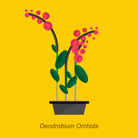 Illustration of houseplant, indoor and office plant in pot. Vector plant dendrobium orchids in pot. Flat dendrobium orchids, vector icon of dendrobium orchids. Office plant in pot.のイラスト素材
