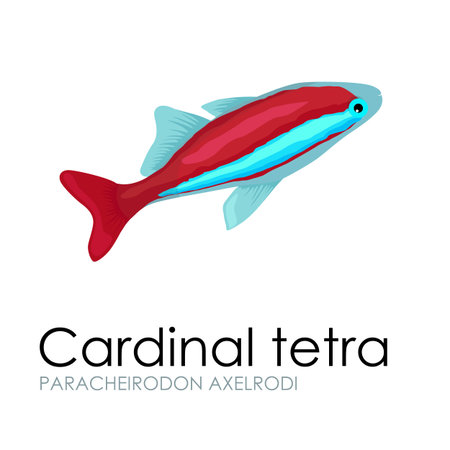 Cute Aquarium fish Cardinal tetra vector illustration isolated on white background. vector illustration icon. Fish flat style vector illustration. Fish icons isolated. Tropical fish, sea fish, aquarium fish set isolated on white background. Sea color flatのイラスト素材