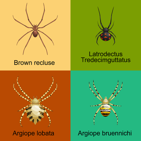 Flat spiders cartoon scary symbols and spiders insect flat design. Set of flat spiders cartoon colored icons vector illustration isolated on white background. Spider vector. Spider icons isolatedのイラスト素材