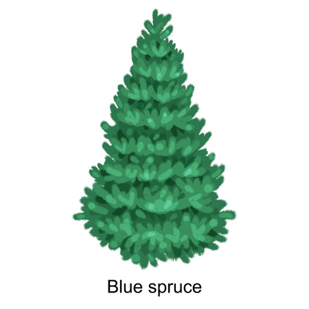 Christmas vector tree like blue spruce for New year celebration without holiday decoration, evergreen xmas plants.のイラスト素材