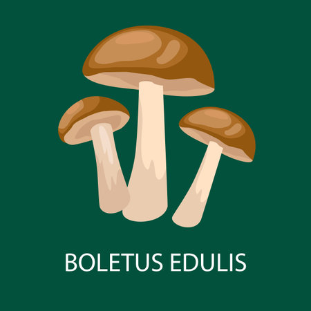boletus edulis isolated, Wild Foraged Mushroom, Vector  edible natural mushrooms in nature set, organic vegetable food collectionのイラスト素材