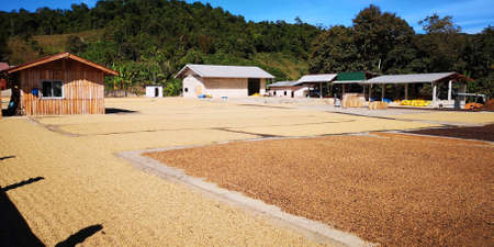 Raw organic coffee beans-imageの写真素材