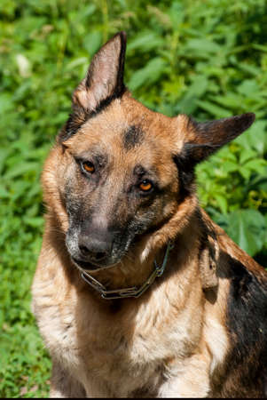 Funny portrait of a German Shepherd の写真素材