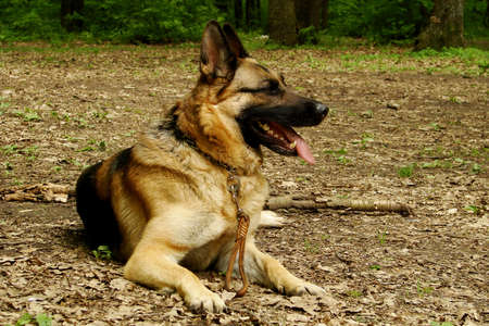 Portrait of an adult German Shepherdの写真素材