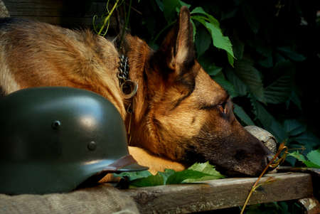 Portrait of an adult German Shepherd with soldier s helmetの写真素材