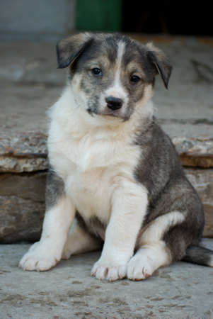 Cute puppyの写真素材