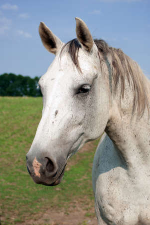Portrait of a white horseの写真素材