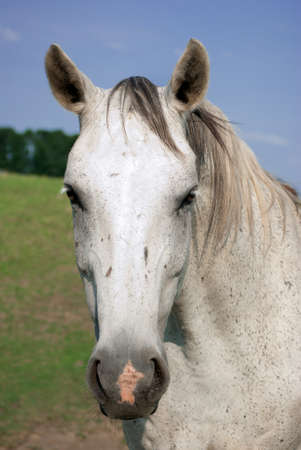 Portrait of a white horseの写真素材