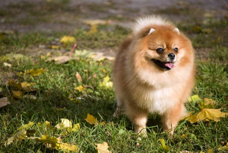 Pomeranian dogの写真素材
