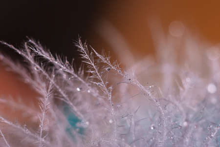 Macro featherの写真素材