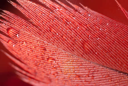 Macro featherの写真素材