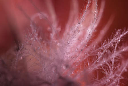 Macro featherの写真素材